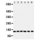 Glutaredoxin 2 Antibody