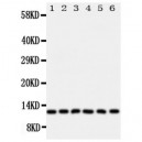 Glutaredoxin 2 Antibody