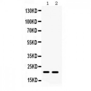 GPX4  Antibody