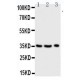 Granzyme A Antibody