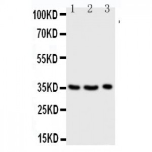 Granzyme A Antibody