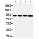 GRB10 Antibody