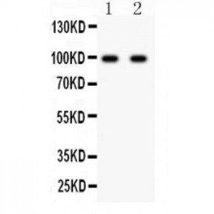 GRIA2  Antibody