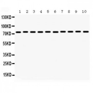 Grp75  Antibody