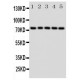 Grp75 Antibody