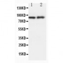 GRP94 Antibody