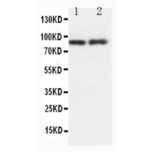 GRP94 Antibody