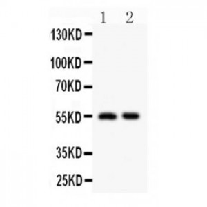 HDAC2 Antibody