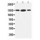 HDAC6 Antibody