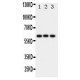 HEXA Antibody