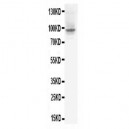 HIF-2-alpha Antibody