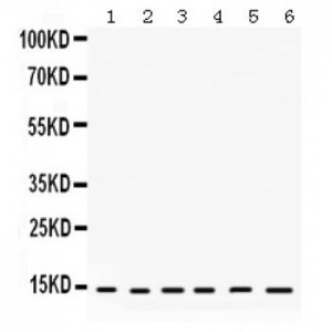 HINT1  Antibody