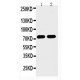 Histidine decarboxylase Antibody