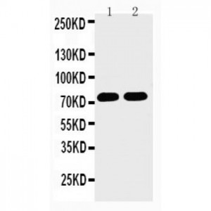 Histidine decarboxylase Antibody