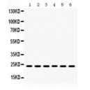 HMG4  Antibody