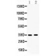 HSD17B6 Antibody