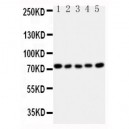 HSF1 Antibody