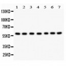 HSF2 Antibody