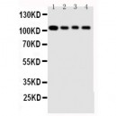 Hsp105 Antibody