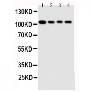 Hsp105 Antibody