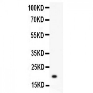 Hsp27  Antibody