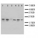 Hsp27 Antibody