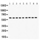 Hsp60  Antibody