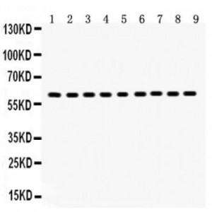 Hsp60  Antibody