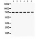 Hsp70  Antibody