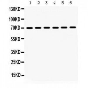 Hsp70  Antibody