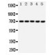 Hsp70 Antibody