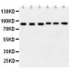 Hsp90 alpha Antibody