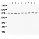 HSPA2  Antibody