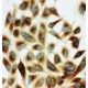 HSPB2 Antibody