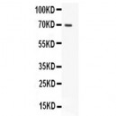 HSPG2  Antibody