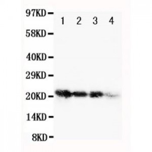 human FGF1 Antibody