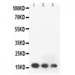 human FGF2 Antibody