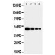 Human Milk Fat Globule 1 Antibody