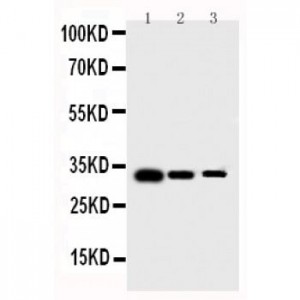 human Survivin Antibody