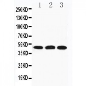 HYAL3 Antibody