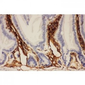 ICAM1  Antibody