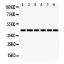 IDO1  Antibody