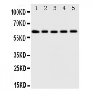 Iduronate 2 sulfatase Antibody