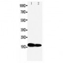 IFITM1 Antibody