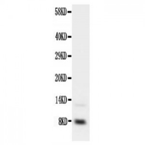 IGF1 Antibody