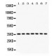 IKB alpha  Antibody