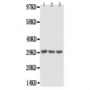 IL1 alpha Antibody