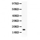 IL16  Antibody