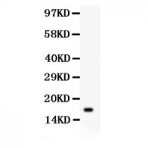 IL16  Antibody