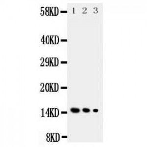 IL3 Antibody